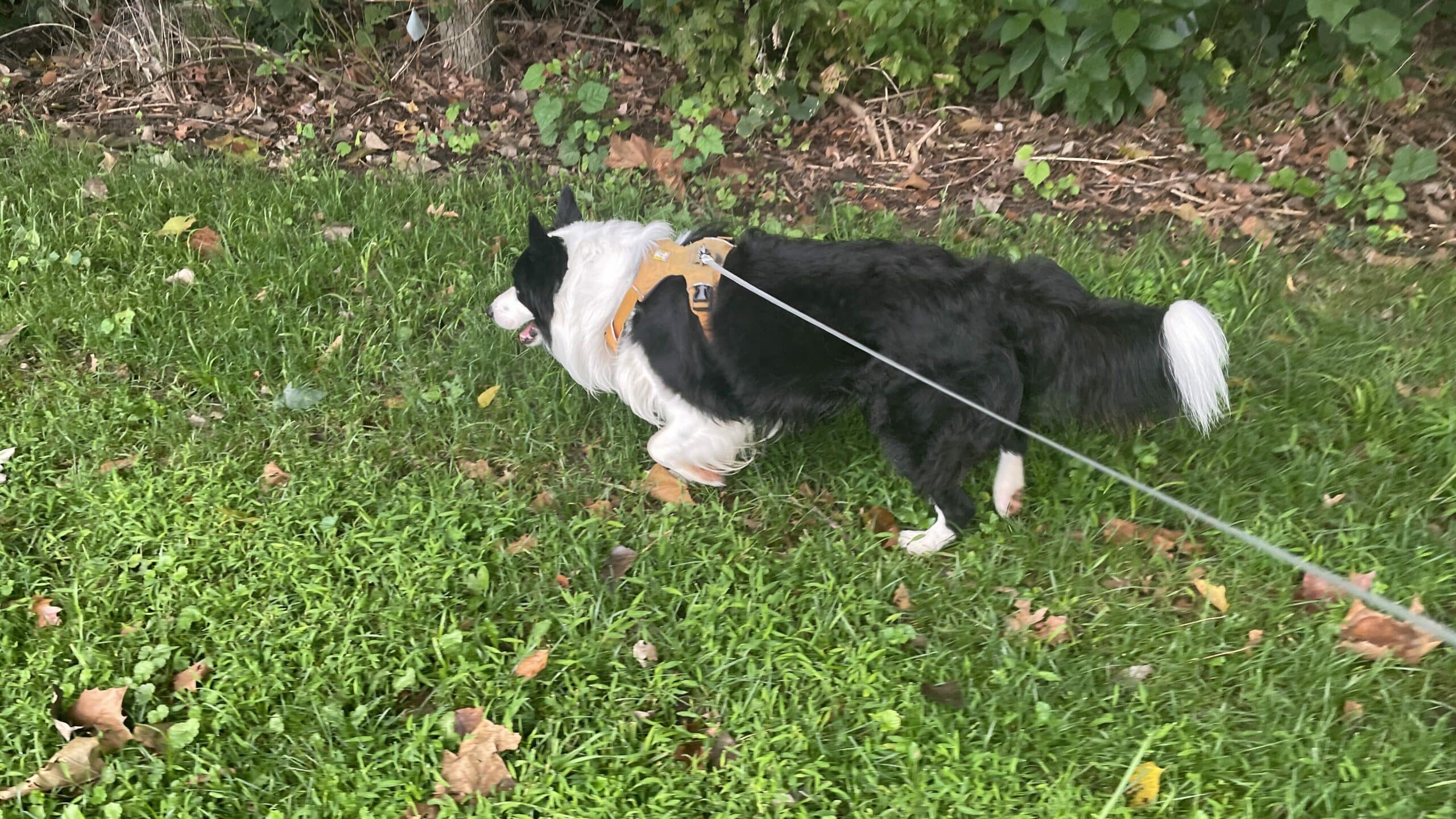 An image of a black and white border collie happily on a walk against a green grassy background. 