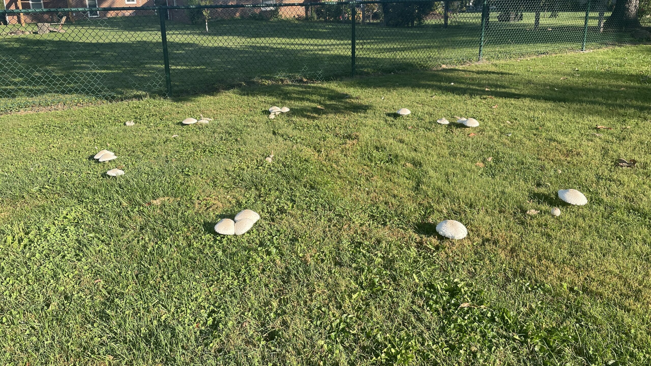 An image of a lawn with a ring of mushrooms, commonly known as a Fairy Ring. 