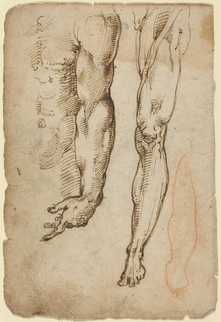 Anatomy in the Renaissance  Essay  The Metropolitan Museum of Art   Heilbrunn Timeline of Art History